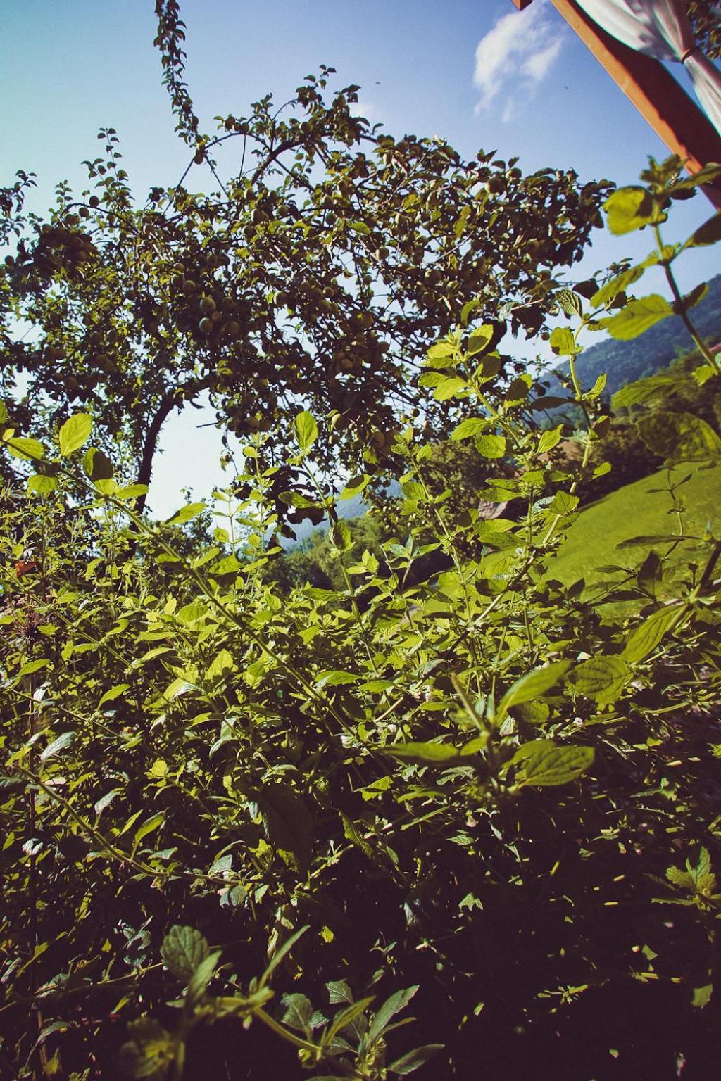 Mietowy Aniol Βίλα Ustrzyki Dolne Εξωτερικό φωτογραφία